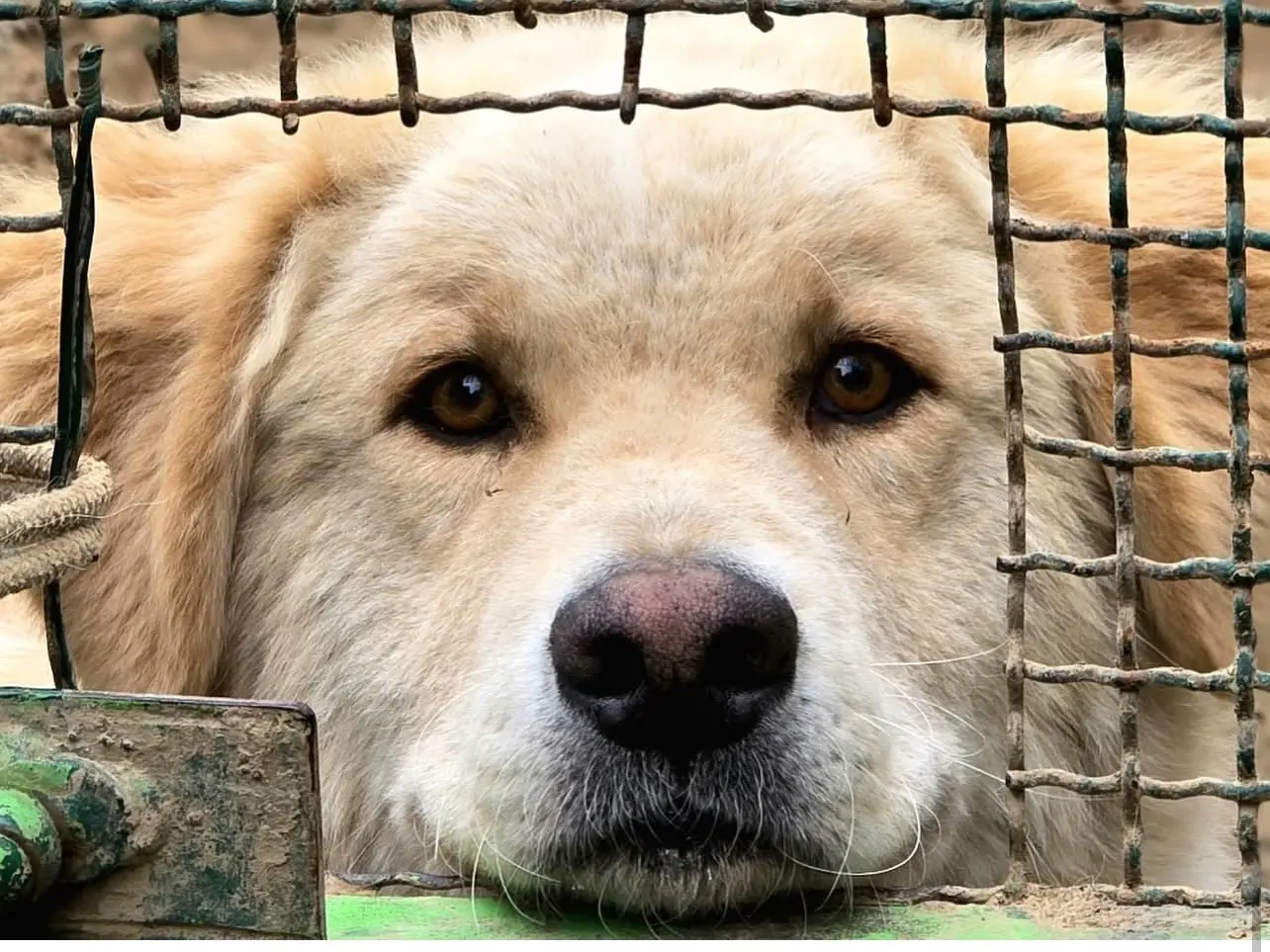 Adozione cane, maschio, Pastore maremmano Golden Retriever, 4 anni e 2 mesi, taglia grande, Roma