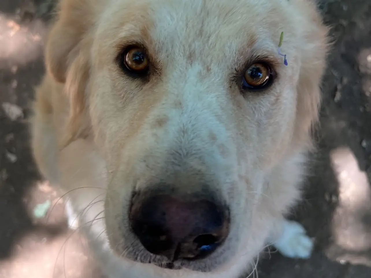 Adotta un cane, taglia grande, maschio, Roma