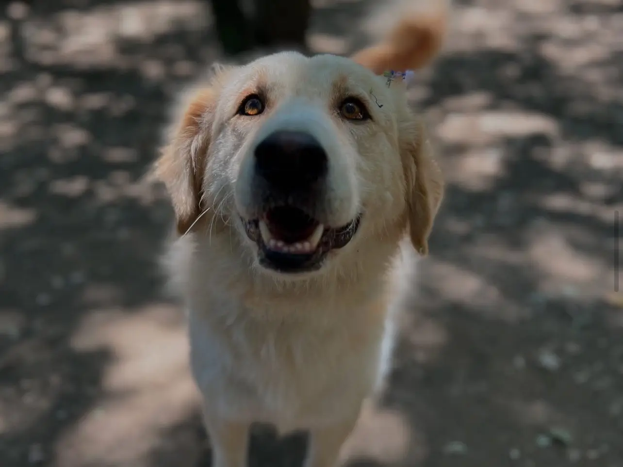 Adotta un cane, maschio, 4 anni e 2 mesi, Roma