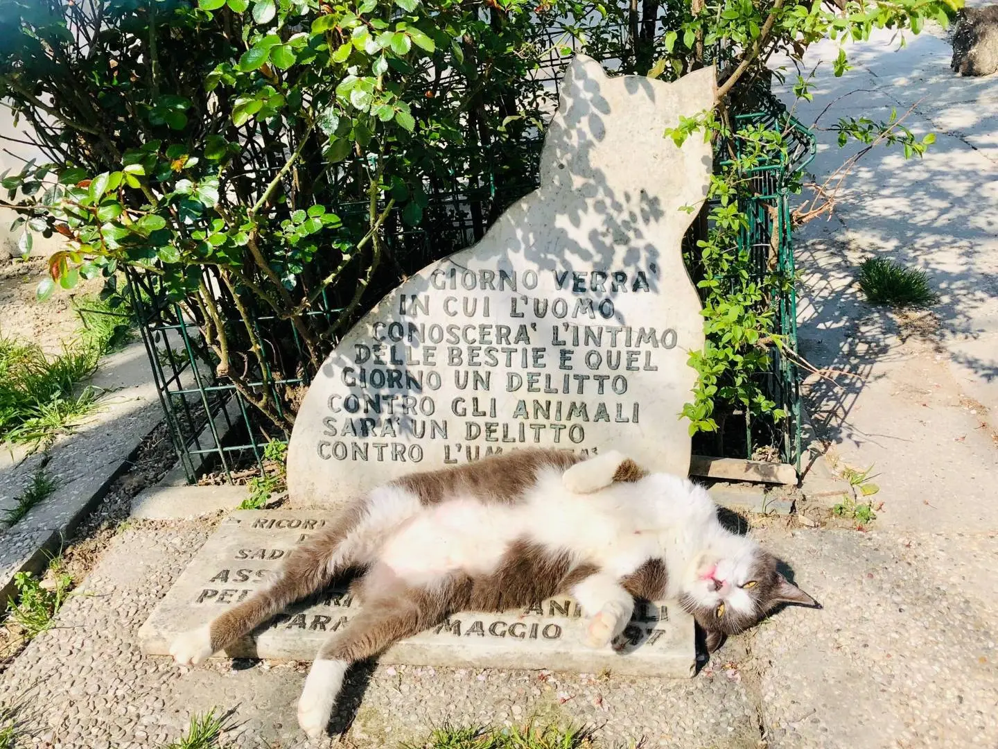 Foto 2 dell'animale