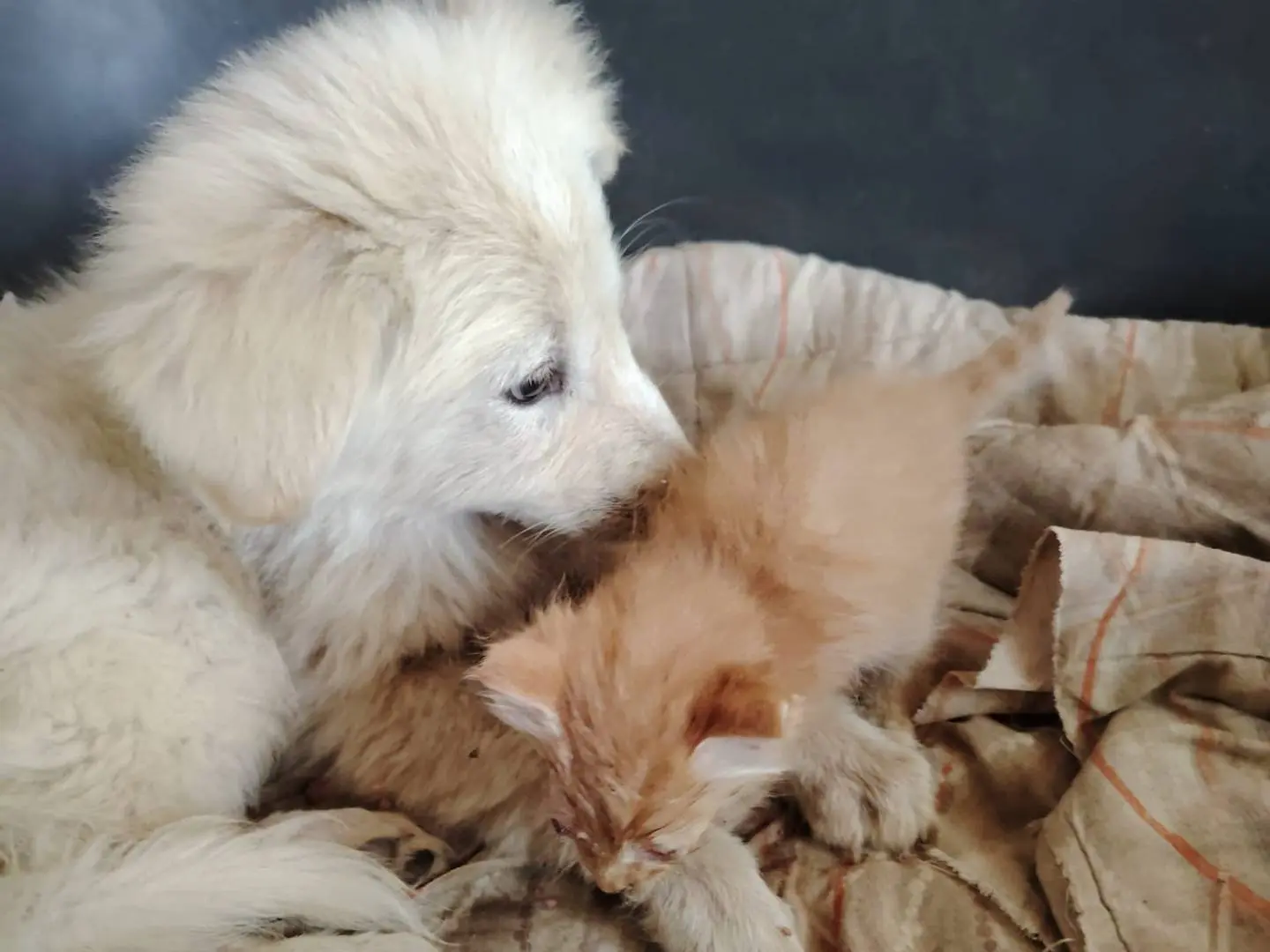 Adozione cane, maschio, Razza sconosciuta Razza sconosciuta, 1 anno e 3 mesi, taglia media, Potenza