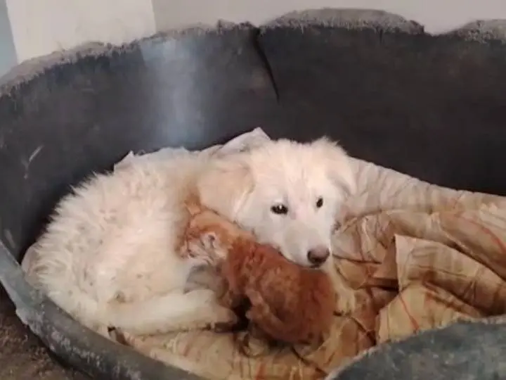 Adotta un cane, maschio, 1 anno e 3 mesi, Potenza