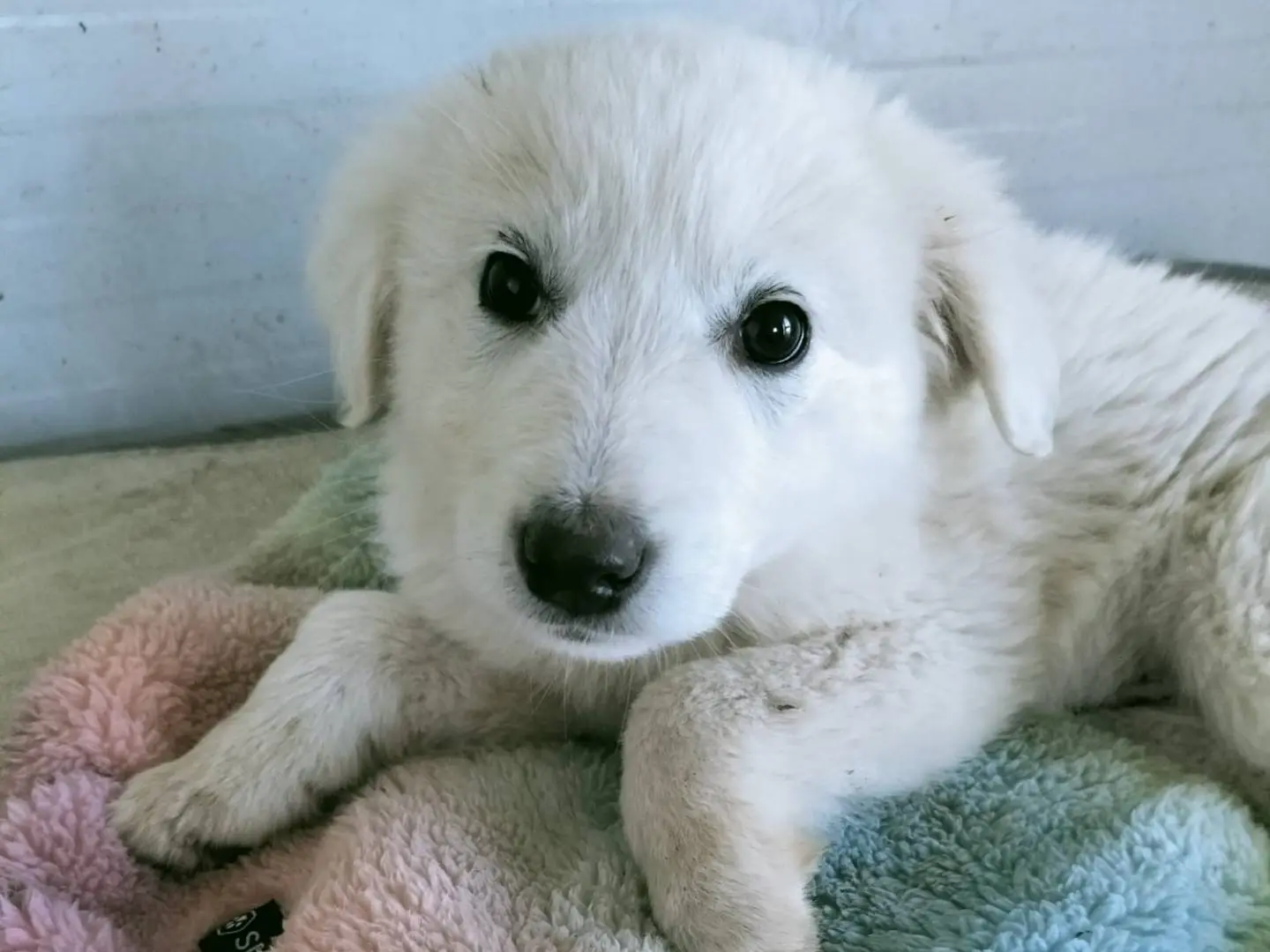 Adozione cane, femmina, Razza sconosciuta Razza sconosciuta, 10 mesi, taglia media, Vibo