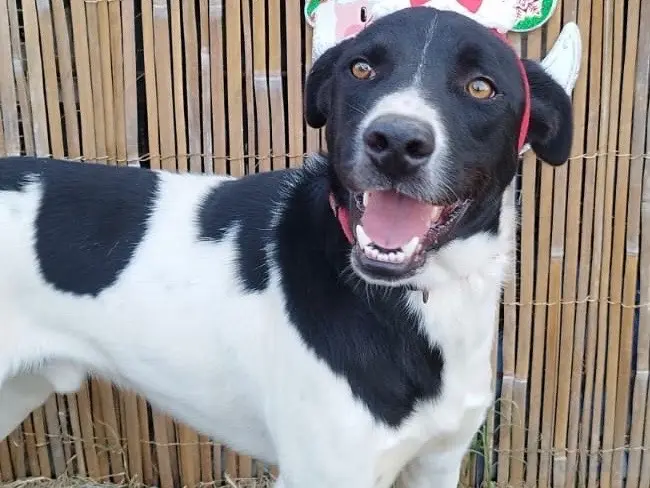 Adozione cane, maschio, Razza sconosciuta Razza sconosciuta, 3 anni e 8 mesi, taglia media, Roma