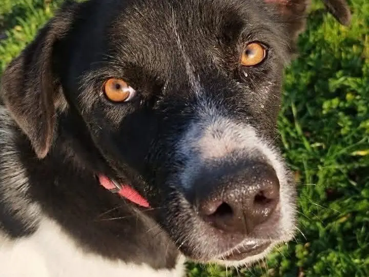Adotta un cane, maschio, 3 anni e 8 mesi, Roma