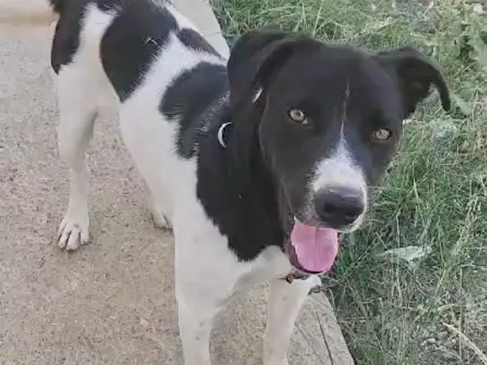 Adotta un cane, taglia media, maschio, Roma