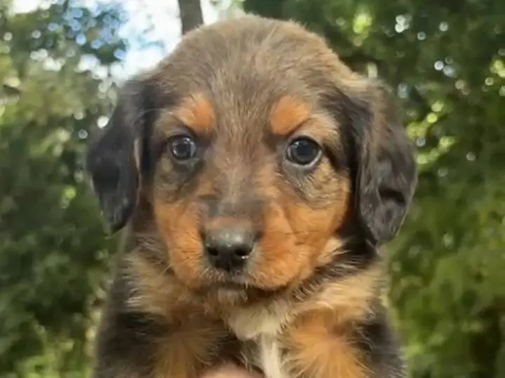 Adozione cane, femmina, Razza sconosciuta Razza sconosciuta, 2 mesi, taglia media, Catania