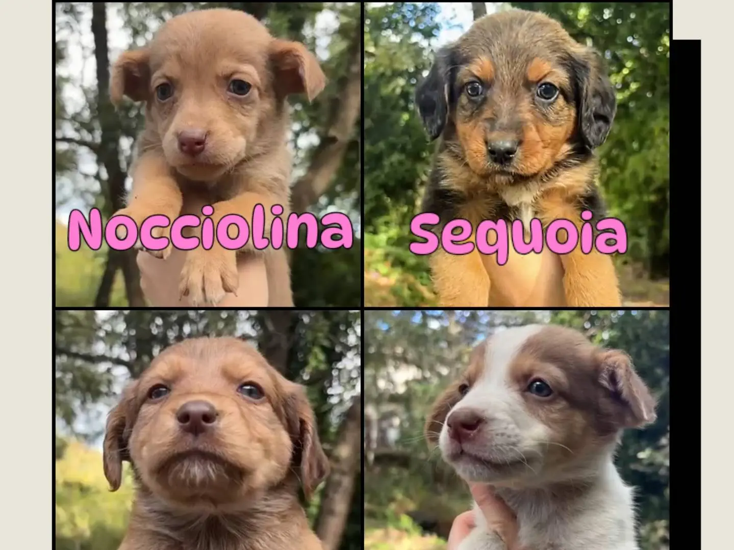 Adotta un cane, femmina, 2 mesi, Catania