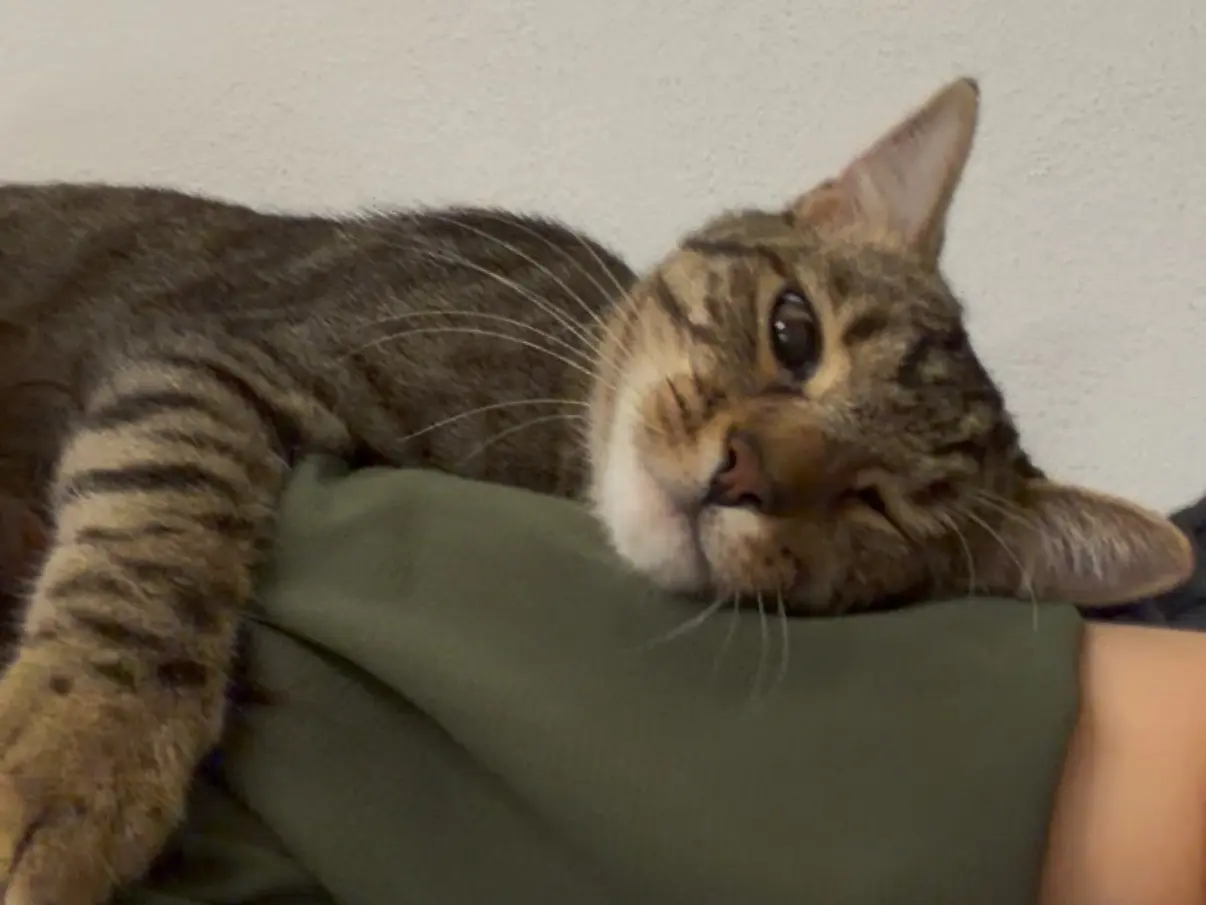 Adotta il gatto Leo e Merlino a Milano