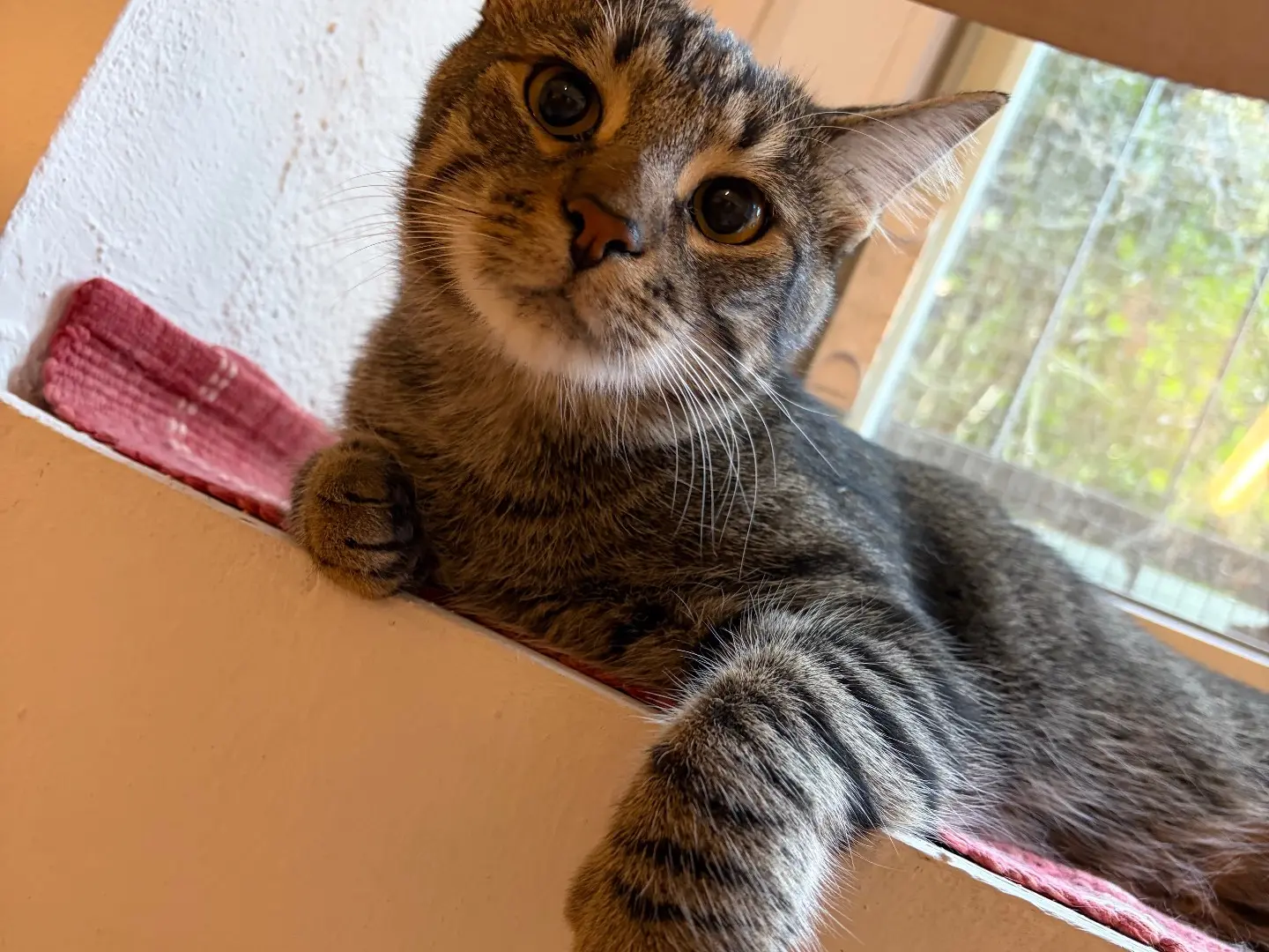 Adozione gatto, maschio, Razza sconosciuta Razza sconosciuta, 1 anno e 2 mesi, taglia non valida, Milano