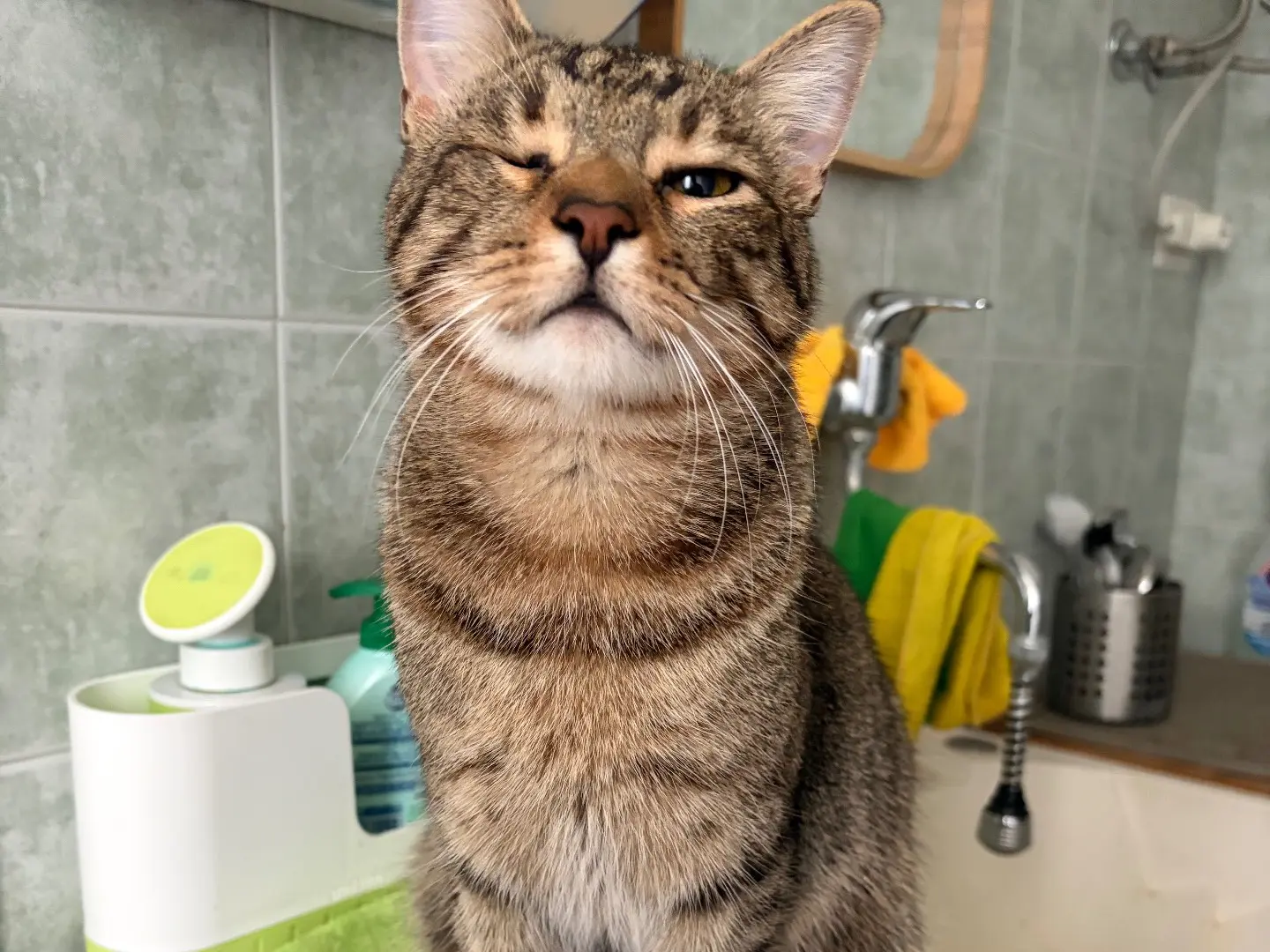 Vuoi adottare un gatto a Milano?