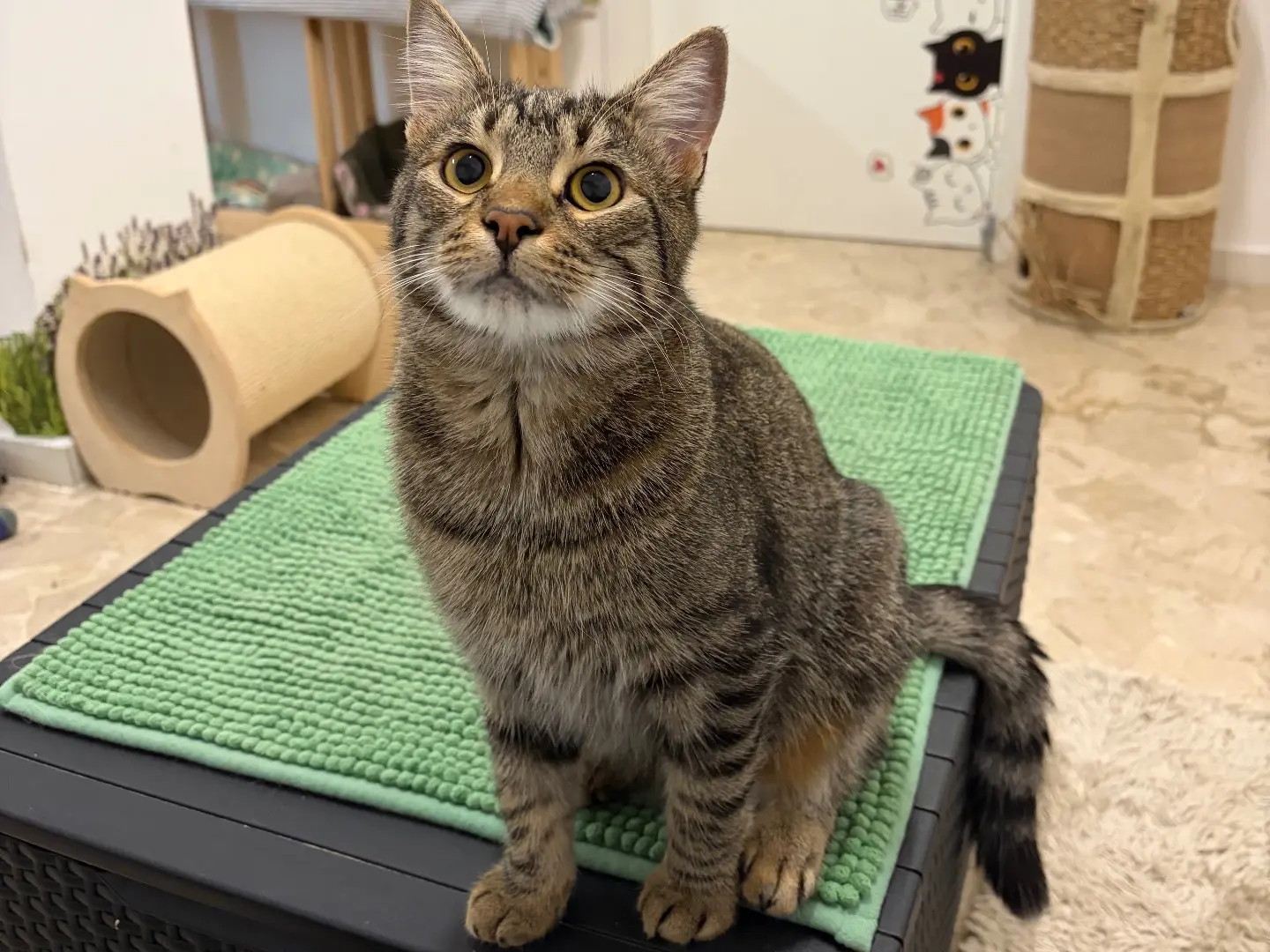 Adotta un gatto, taglia non valida, maschio, Milano