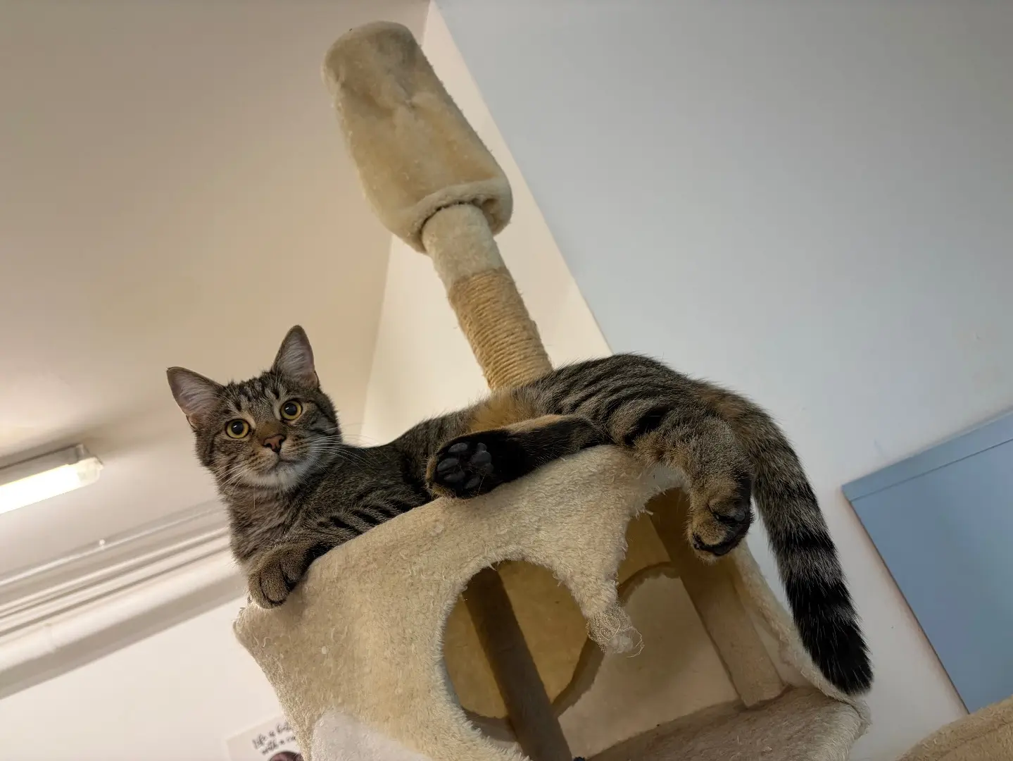 Adotta un gatto, maschio, 1 anno e 2 mesi, Milano