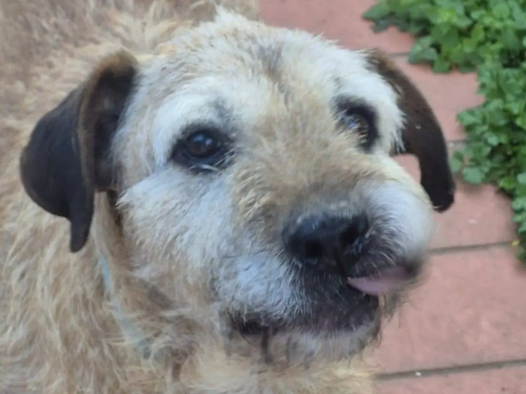 Adozione cane, maschio, Razza sconosciuta Razza sconosciuta, 10 anni e 7 mesi, taglia media, Roma