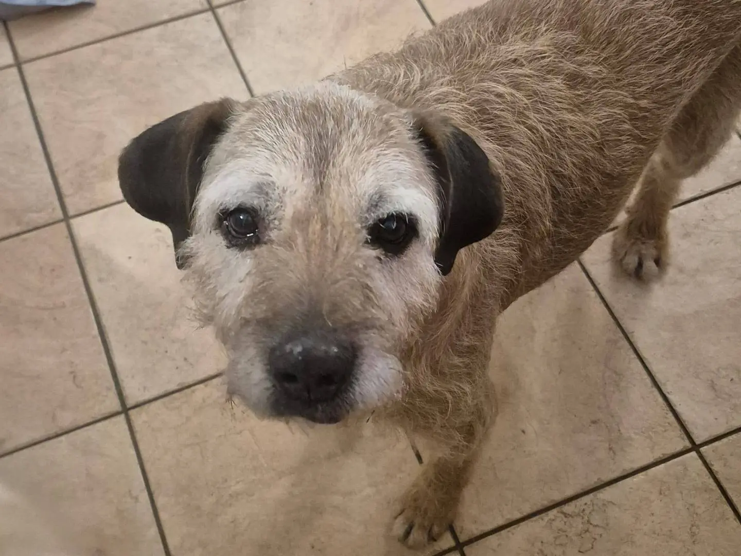 Adotta un cane, maschio, 10 anni e 7 mesi, Roma