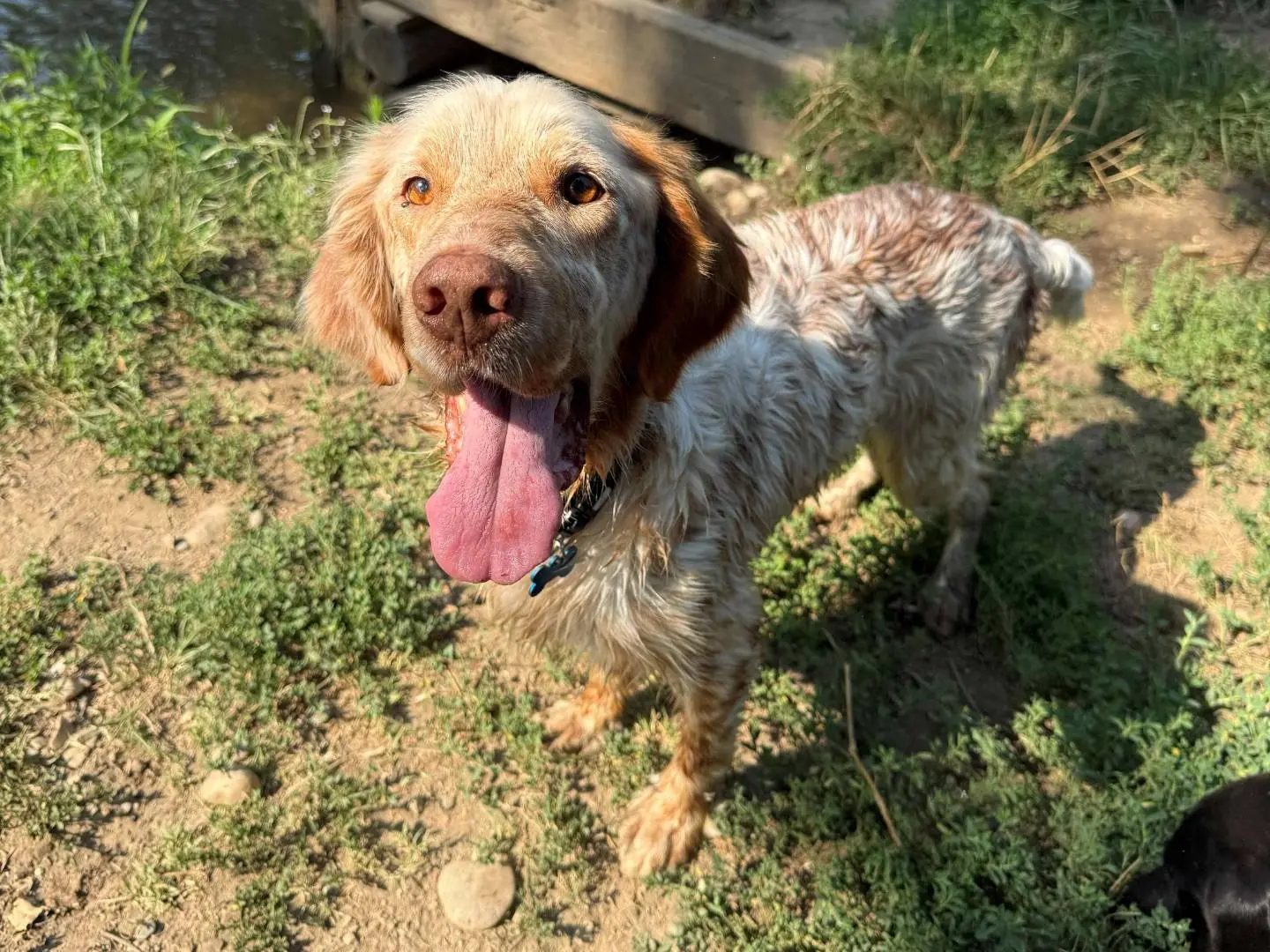 Adotta un cane, maschio, 8 anni e 5 mesi, Milano