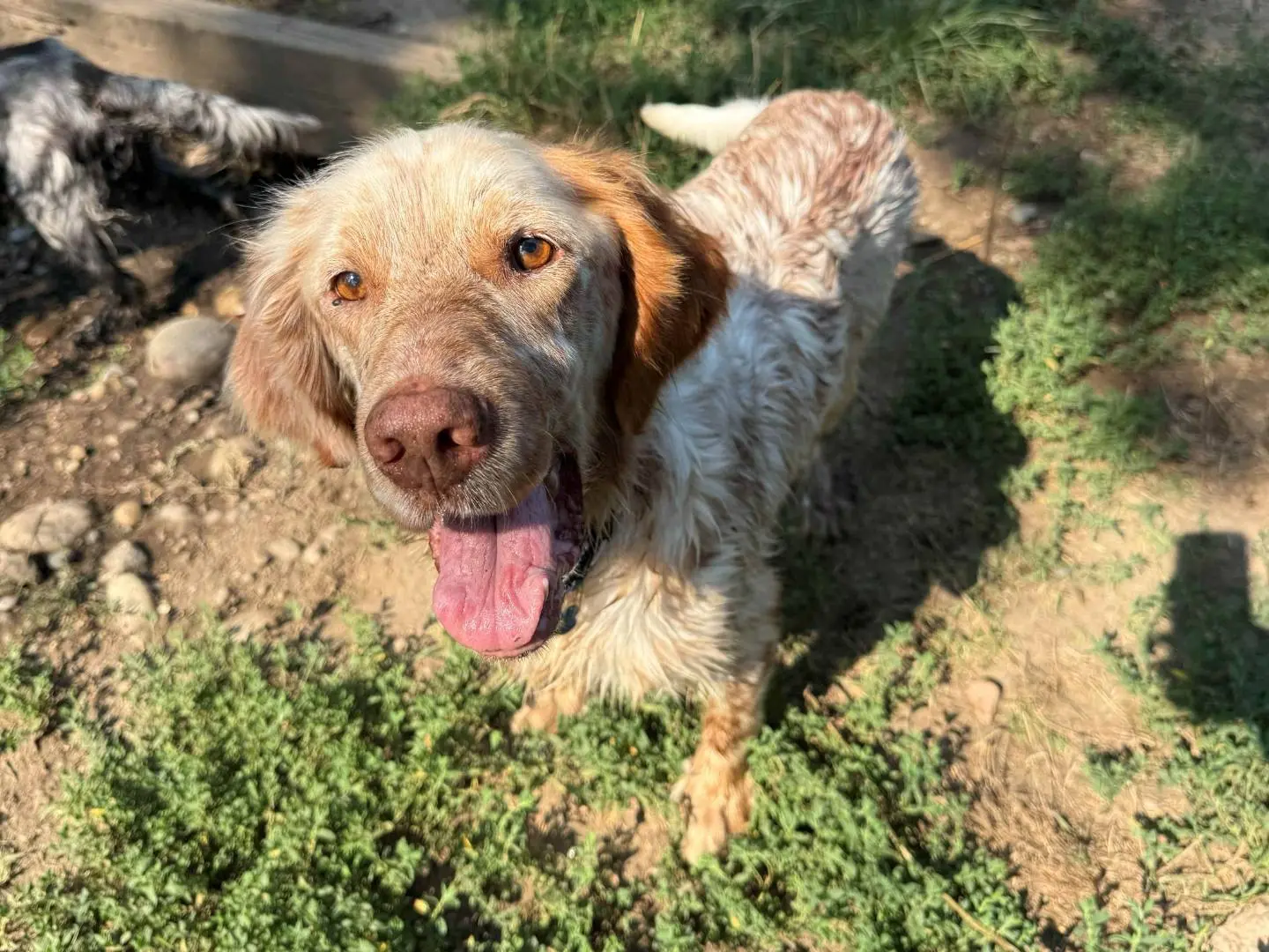 Adozione cane, maschio, Setter Inglese Razza sconosciuta, 8 anni e 5 mesi, taglia media, Milano