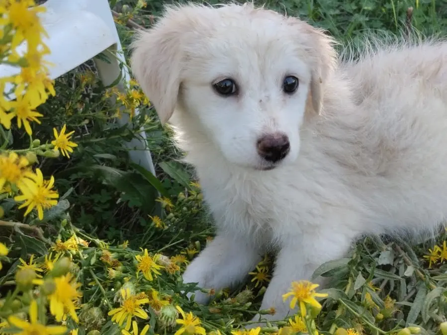 Adozione cane, femmina, Razza sconosciuta Razza sconosciuta, 3 mesi, taglia media, Vibo