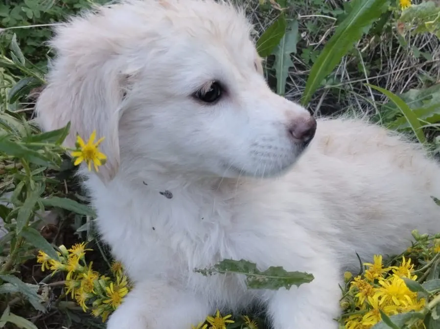 Adotta un cane, femmina, 3 mesi, Vibo