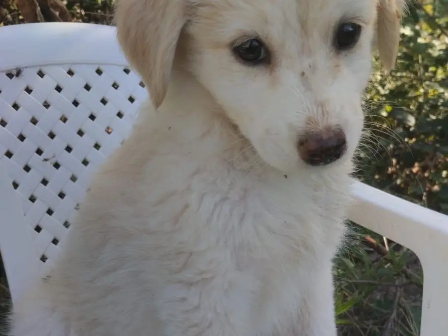 Adotta un cane, taglia media, femmina, Vibo