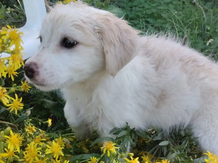 Vuoi adottare un cane a Vibo?