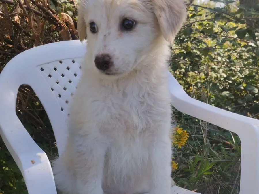 Adotta il cane Stella a Vibo