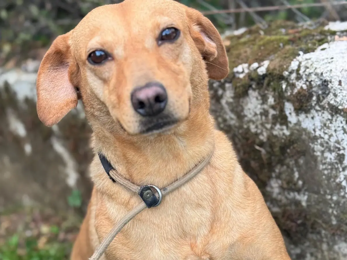 Vuoi adottare un cane a Frosinone?
