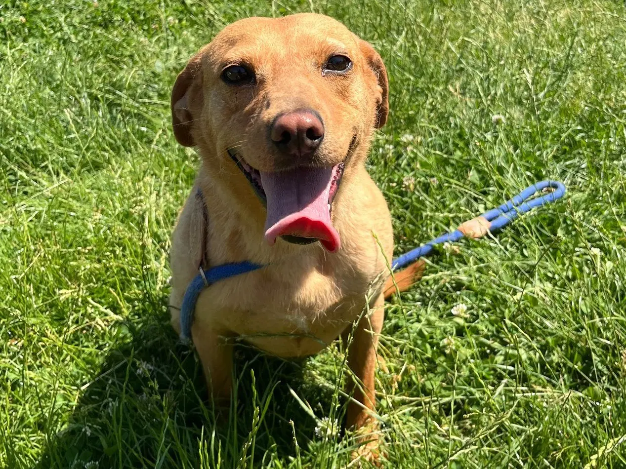 Adozione cane, femmina, Razza sconosciuta Razza sconosciuta, 4 anni e 5 mesi, taglia piccola, Frosinone