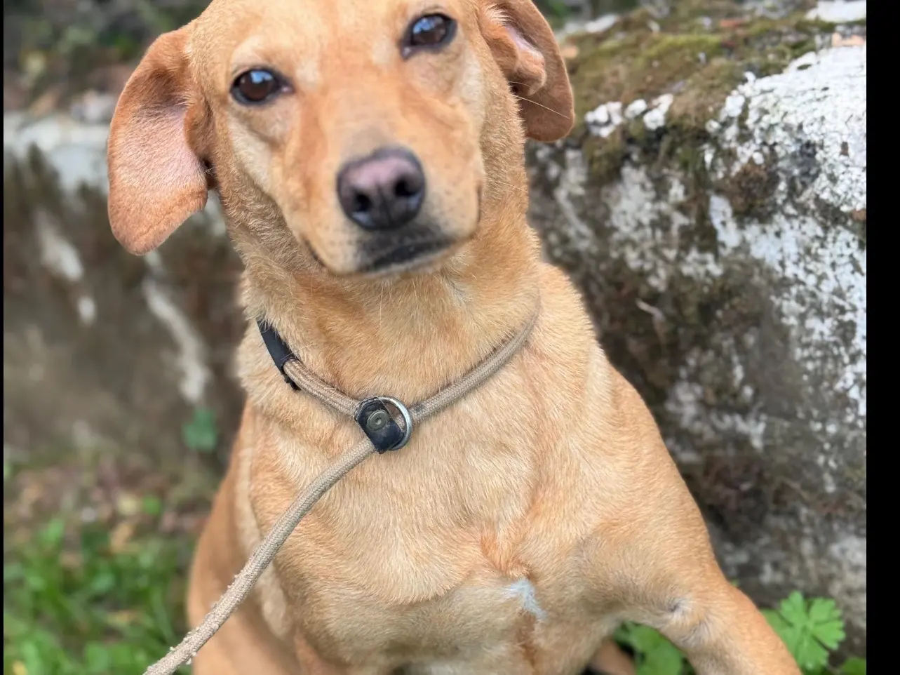 Adotta il cane Milù a Frosinone