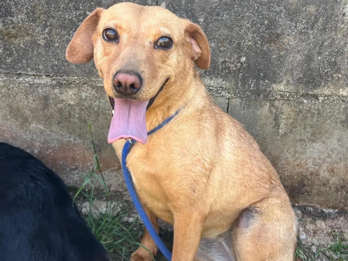 Adotta un cane, femmina, 4 anni e 5 mesi, Frosinone