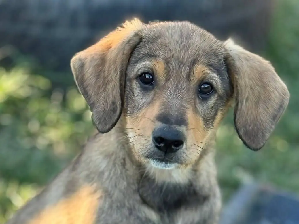 Adotta un cane, maschio, 6 mesi, Firenze