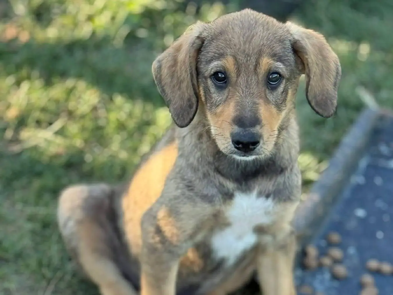 Adozione cane, maschio, Razza sconosciuta Razza sconosciuta, 6 mesi, taglia media, Firenze