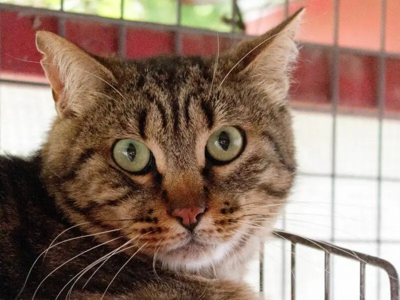 Adozione gatto, maschio, Razza sconosciuta Razza sconosciuta, 4 anni e 3 mesi, taglia non valida, Monza