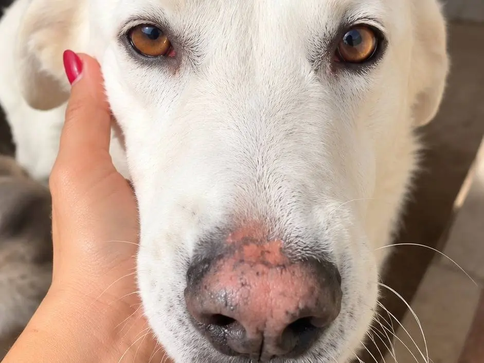 Vuoi adottare un cane a Avellino?