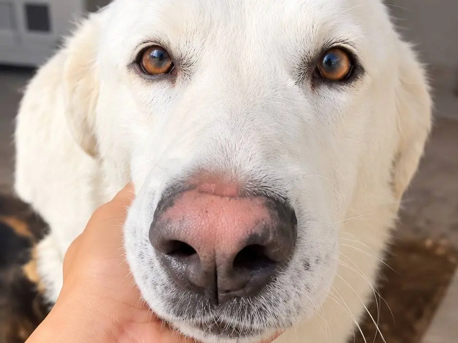 Adotta il cane BLANCO a Avellino