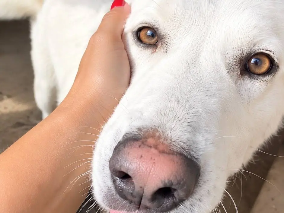 Adotta un cane, taglia media, maschio, Avellino