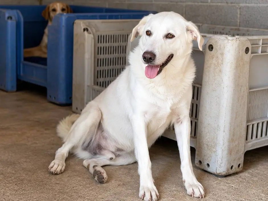 Adotta un cane, maschio, 5 anni, Avellino