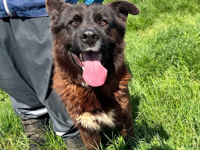 Adozione cane, maschio, Pastore tedesco Razza sconosciuta, 4 anni e 8 mesi, taglia media, Frosinone