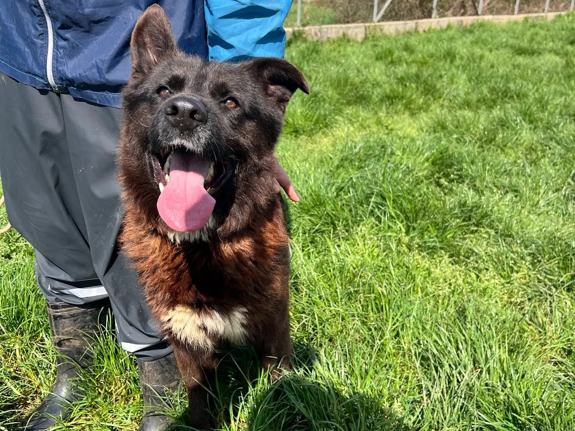 Adotta un cane, maschio, 4 anni e 8 mesi, Frosinone