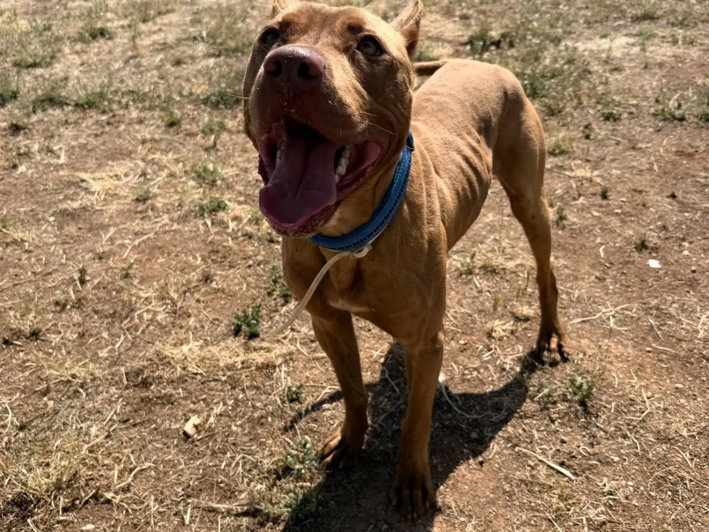 Adotta un cane, taglia media, maschio, Bari