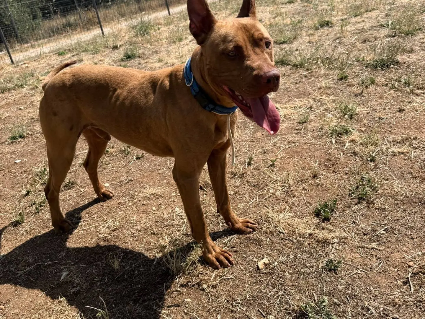 Adozione cane, maschio, Pitbull Razza sconosciuta, 2 anni, taglia media, Bari