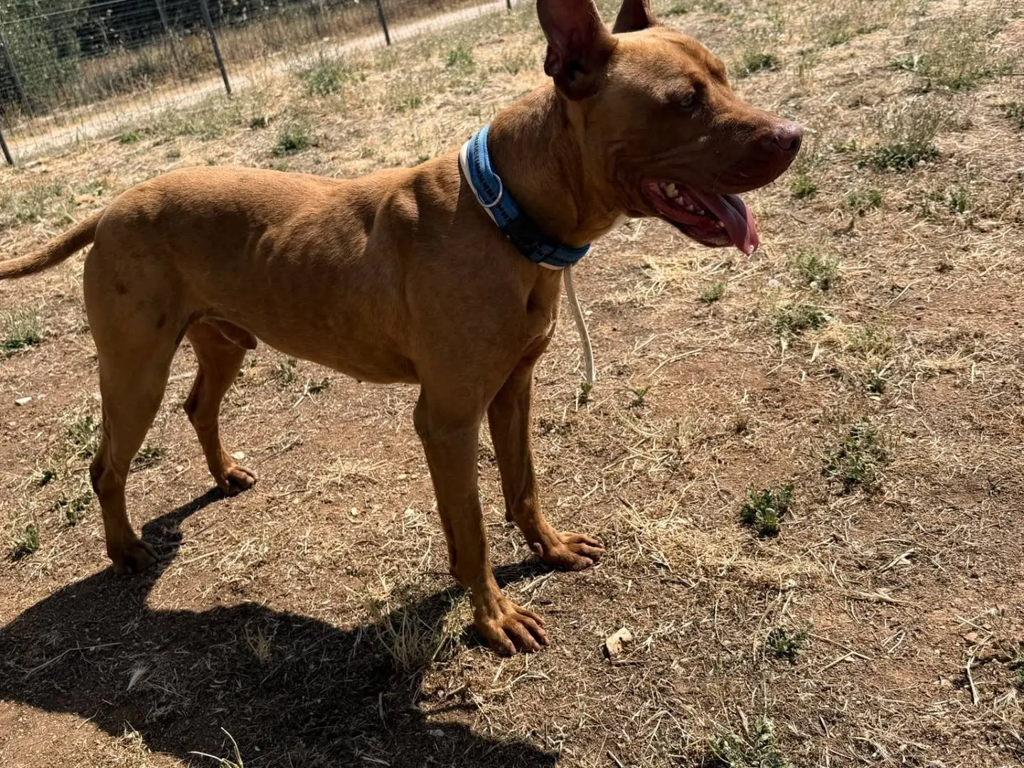 Adotta un cane, maschio, 2 anni, Bari