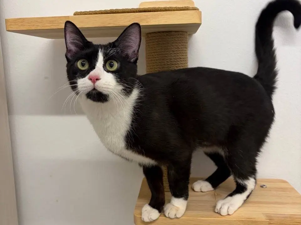 Adotta un gatto, taglia non valida, femmina, Milano
