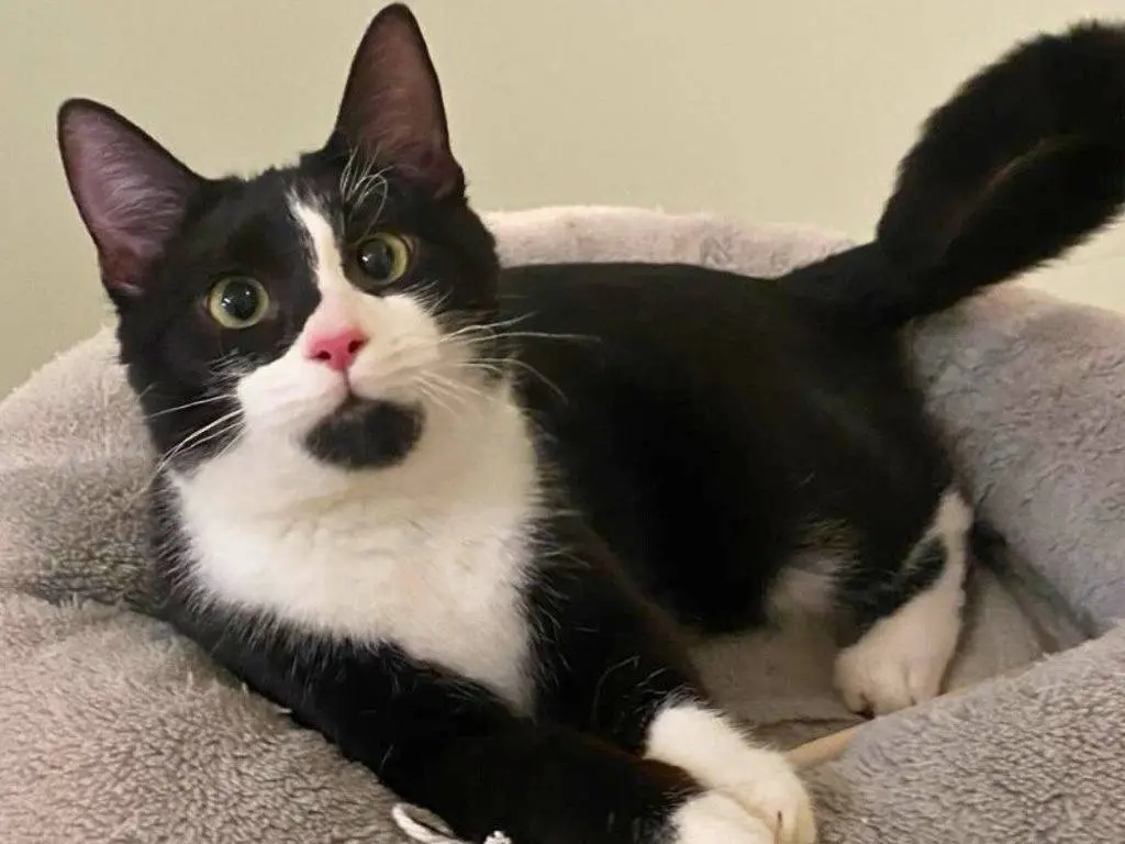 Adozione gatto, femmina, Razza sconosciuta Razza sconosciuta, 1 anno e 2 mesi, taglia non valida, Milano
