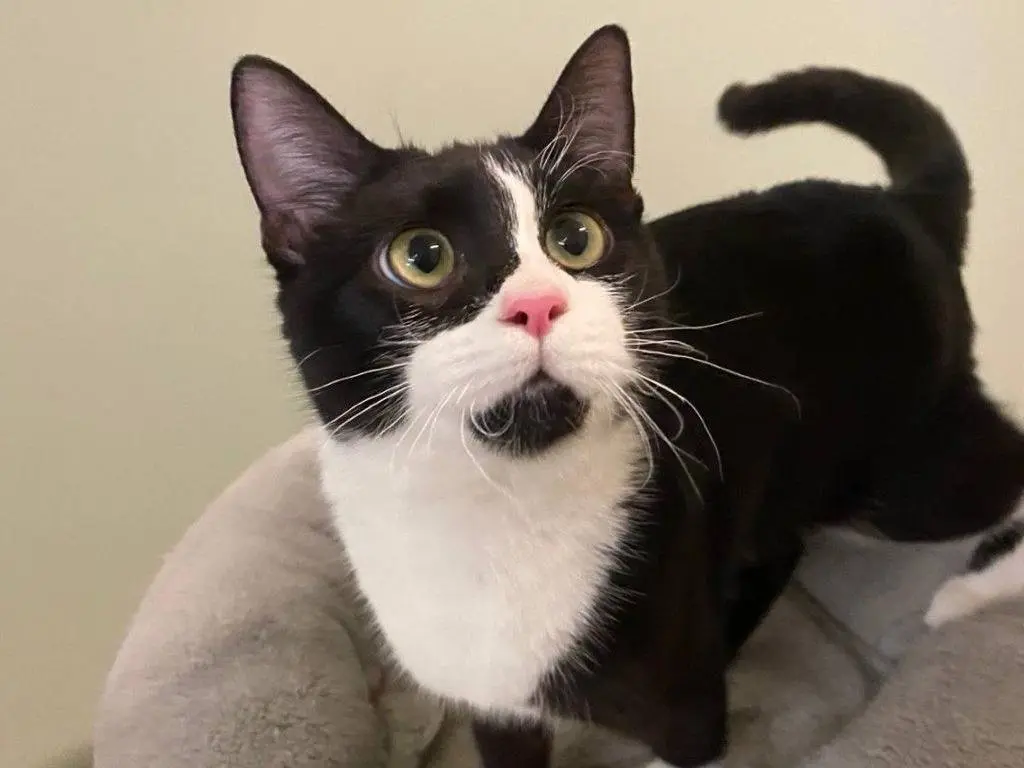 Adotta un gatto, femmina, 1 anno e 2 mesi, Milano