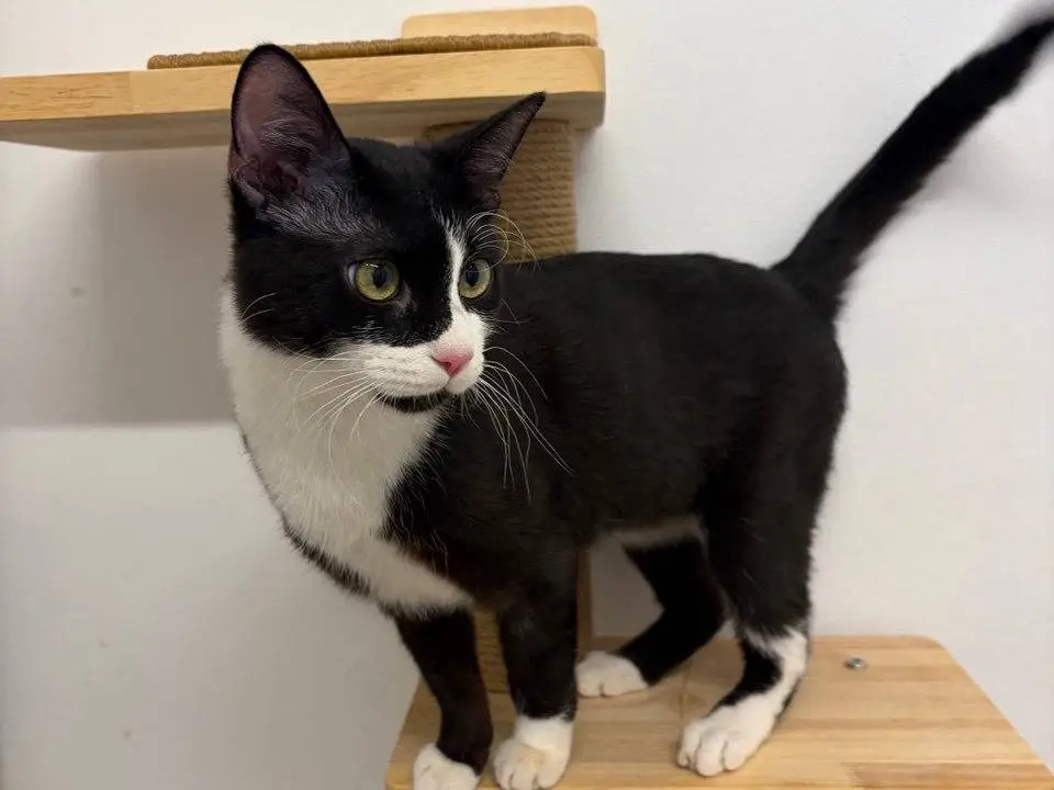 Vuoi adottare un gatto a Milano?
