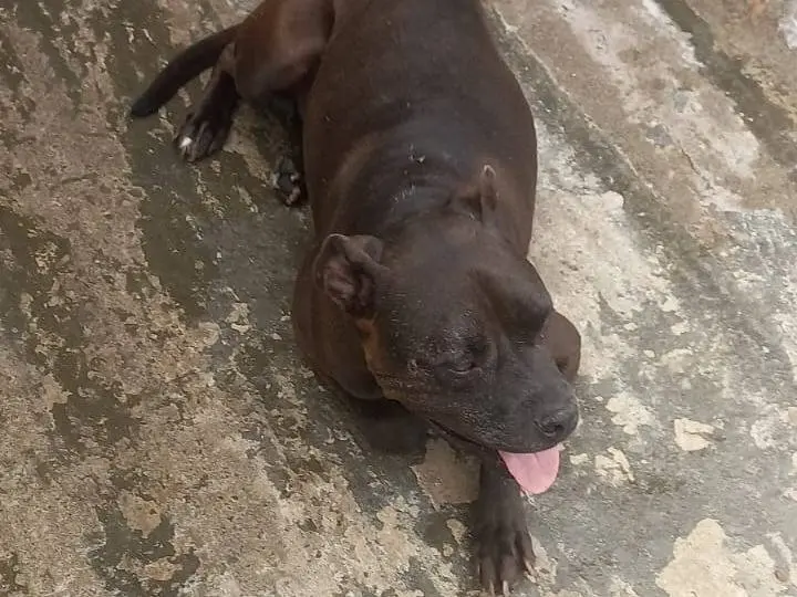Vuoi adottare un cane a Viterbo?