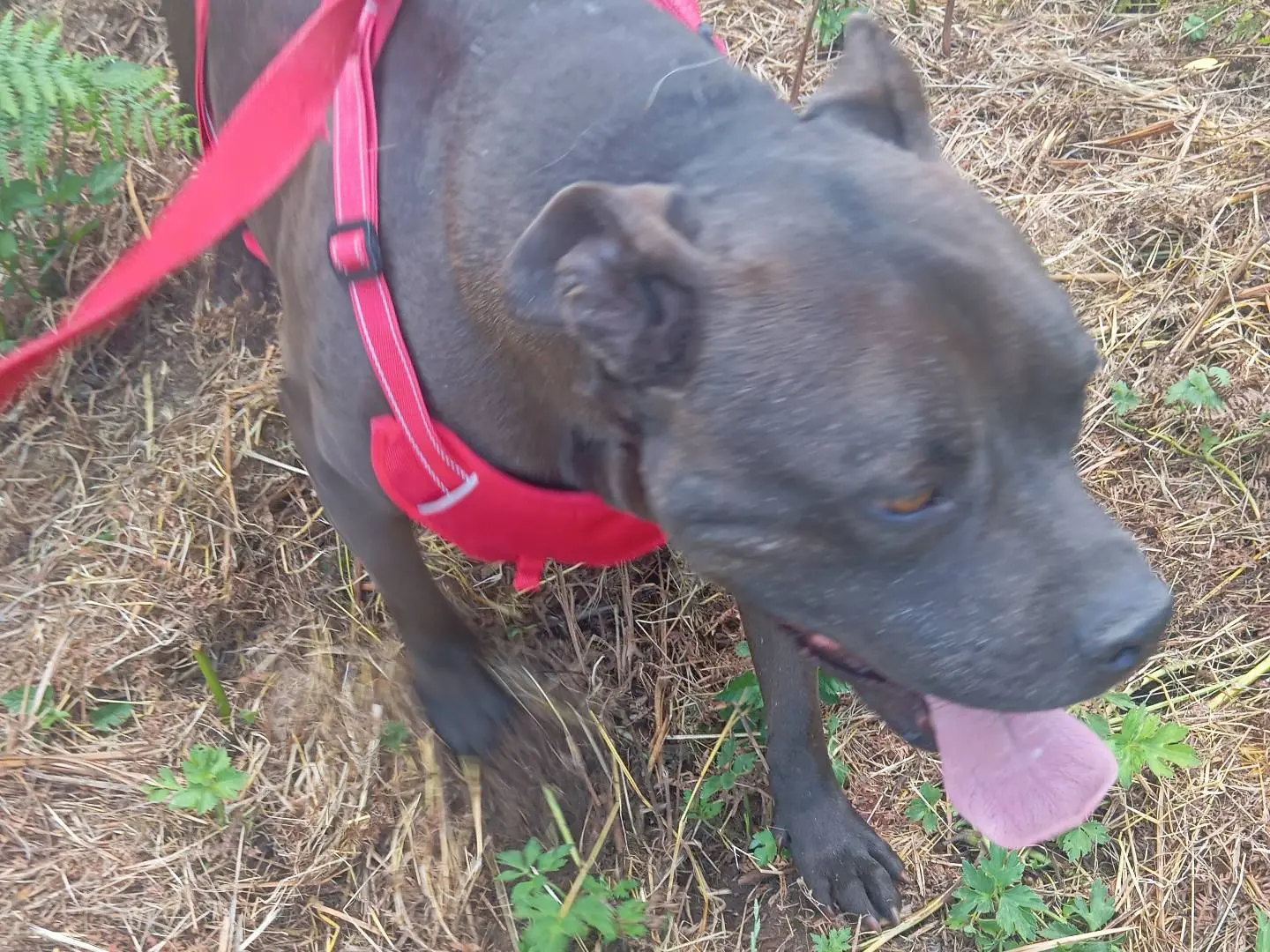 Adotta il cane Choco a Viterbo