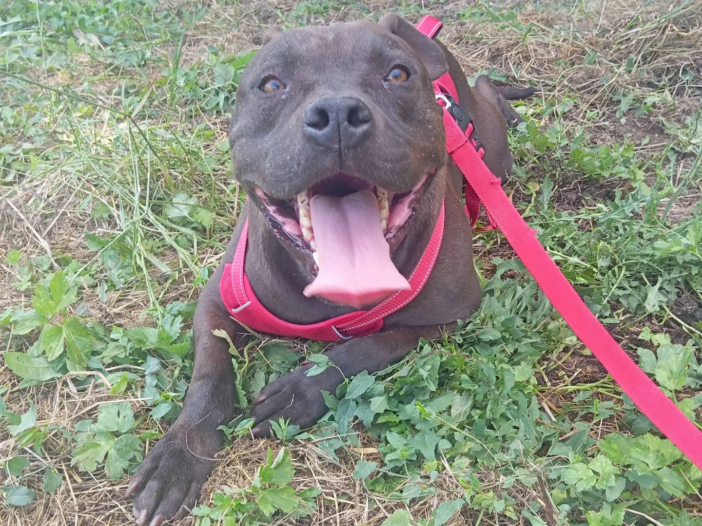 Adozione cane, maschio, Pitbull Razza sconosciuta, 10 anni e 9 mesi, taglia media, Viterbo