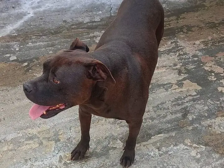 Adotta un cane, maschio, 10 anni e 9 mesi, Viterbo